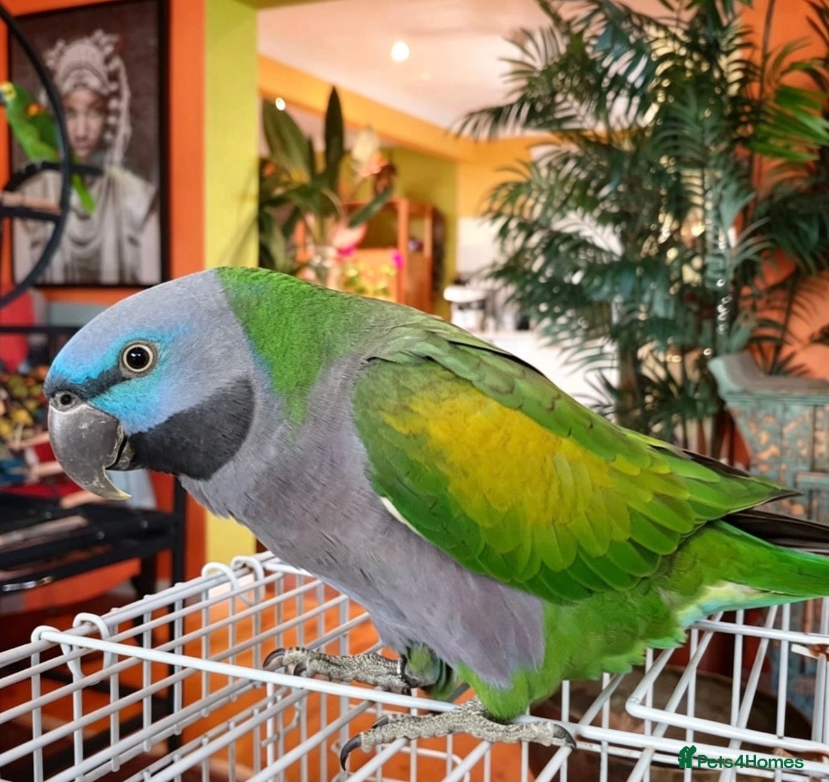 Parrots birds Baby blue tamed derbyan talking Parot  - Advert 12