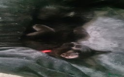 Domestic Shorthair cats for sale: Tortie and black 2 girl cats - Image 4