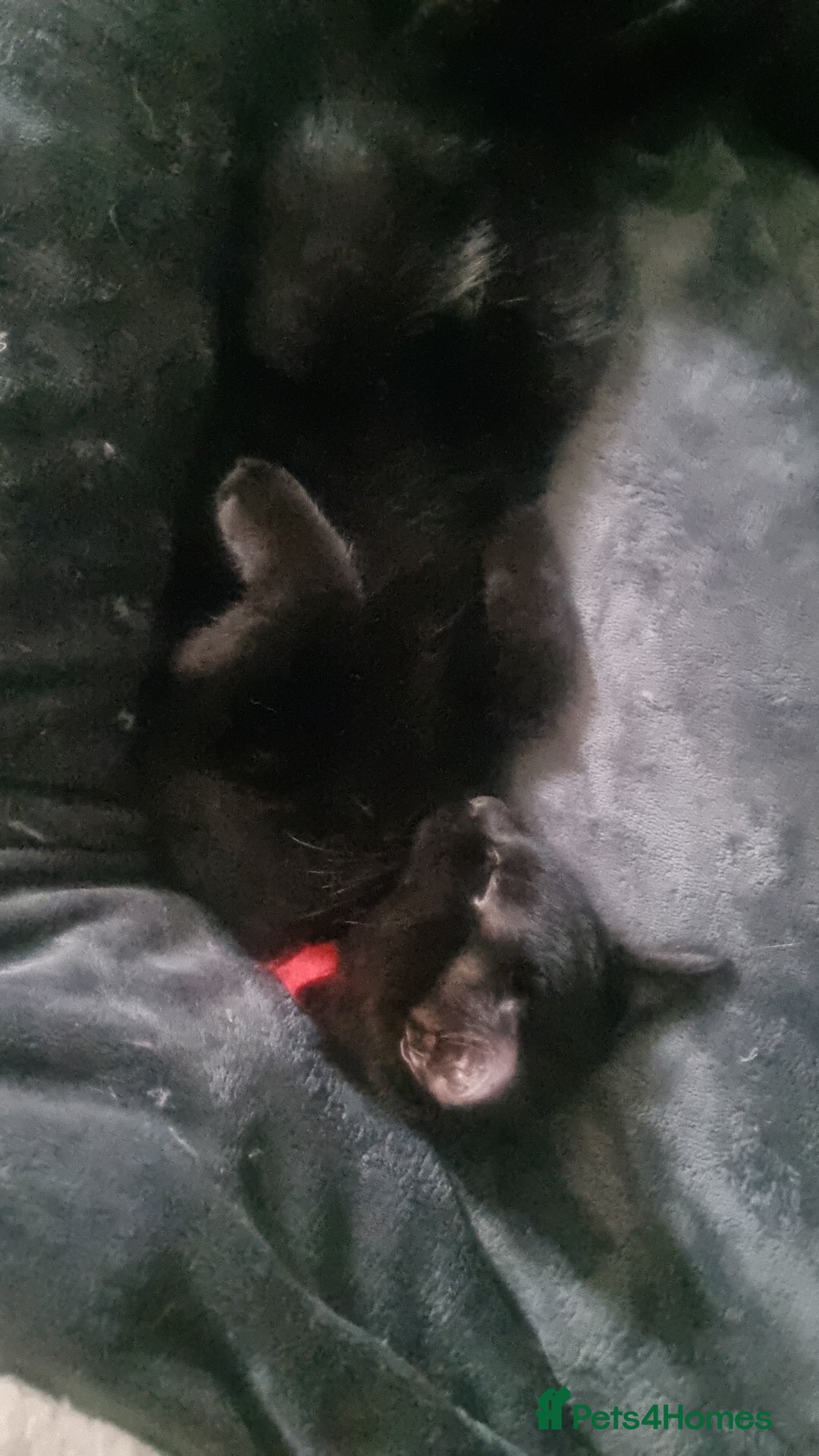 Domestic Shorthair cats for sale: Tortie and black 2 girl cats - Image 4