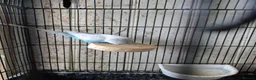 Budgerigars birds for sale: Baby budgies in Stroud - Advert 7