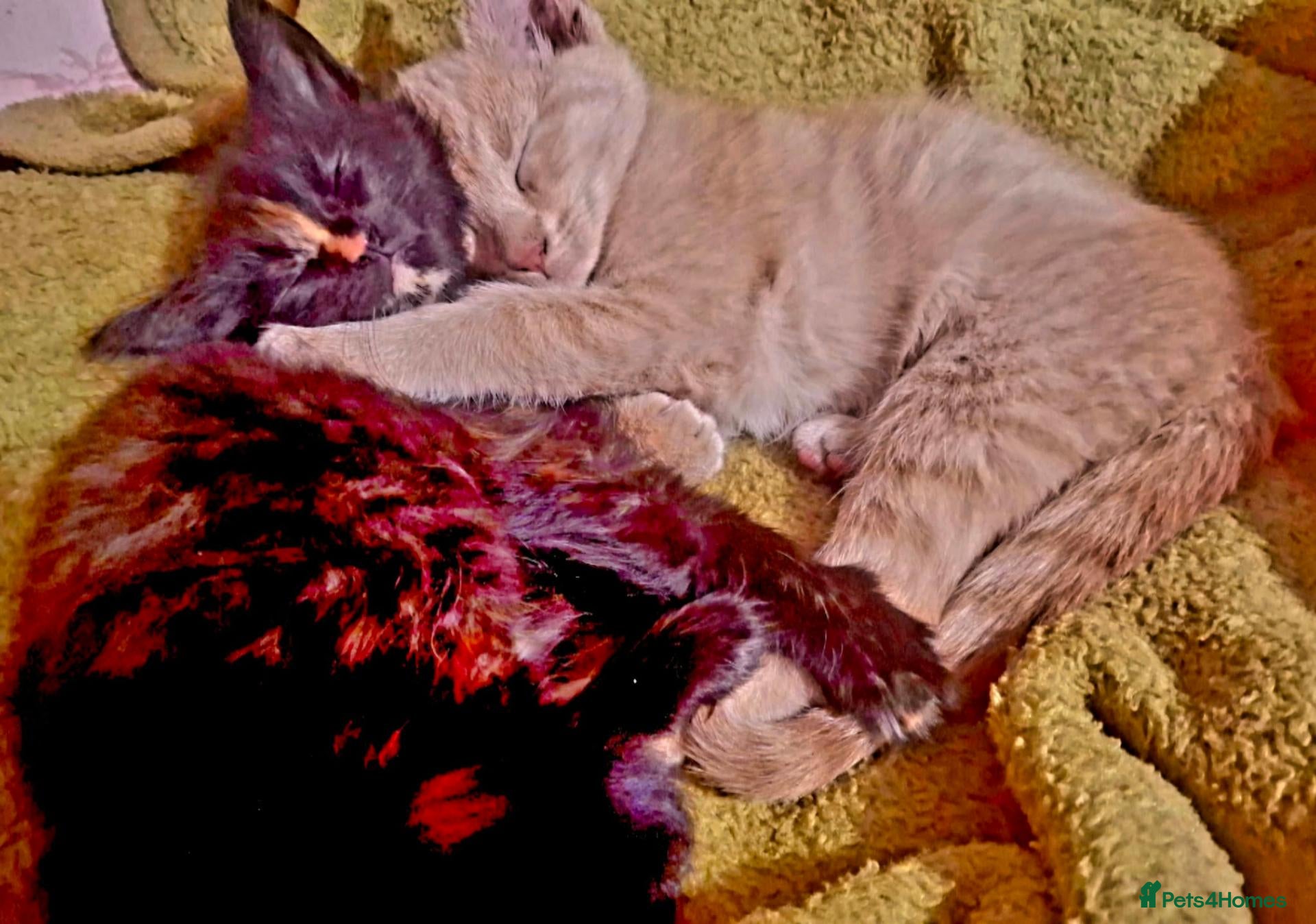 Mixed Breed cats Lovely Kittens 😻 - Advert 2