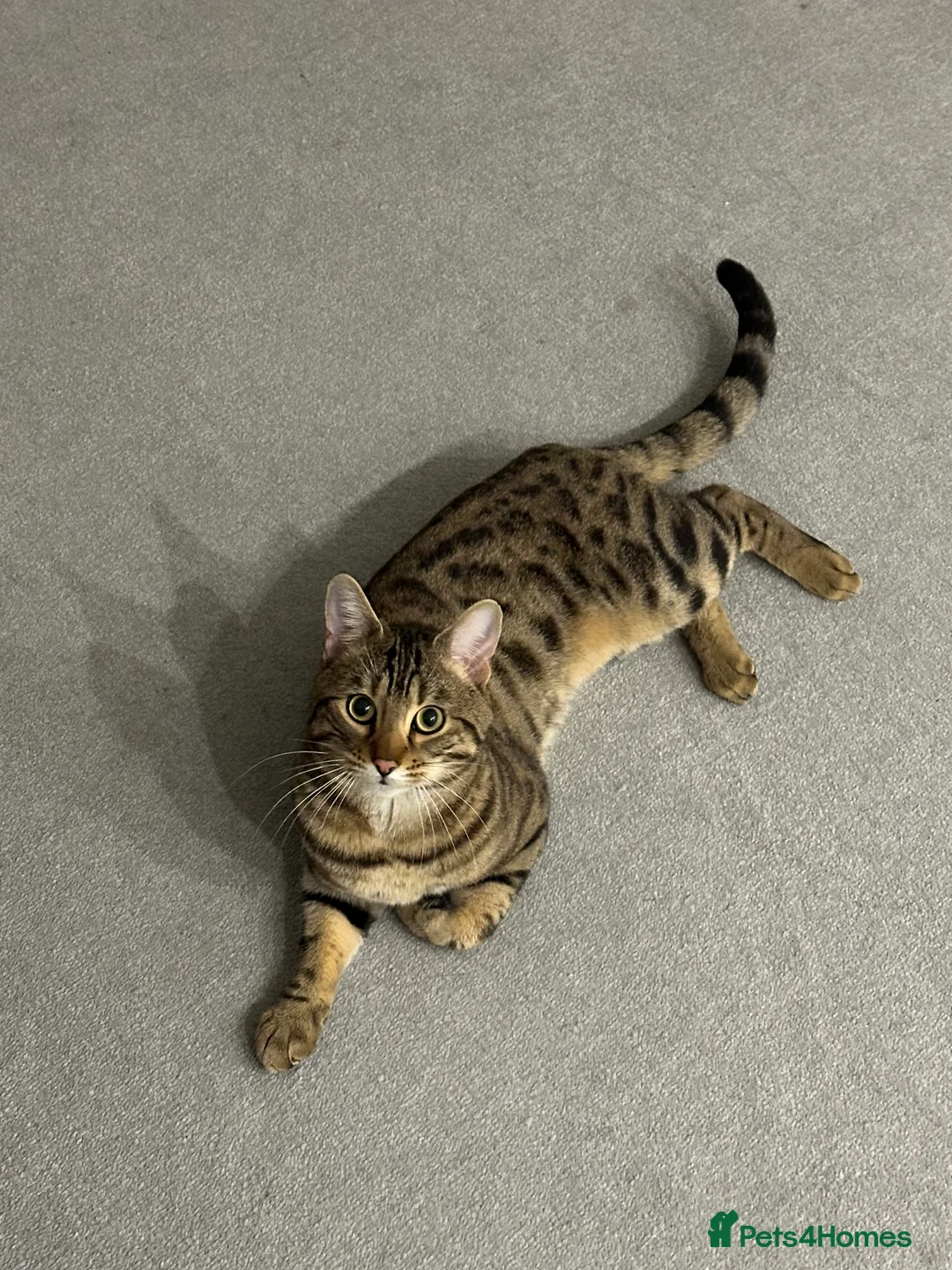 Bengal cats for sale: Bengal boy  in Reading - Advert 1