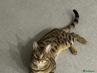 Bengal cats Bengal boy - Advert 1