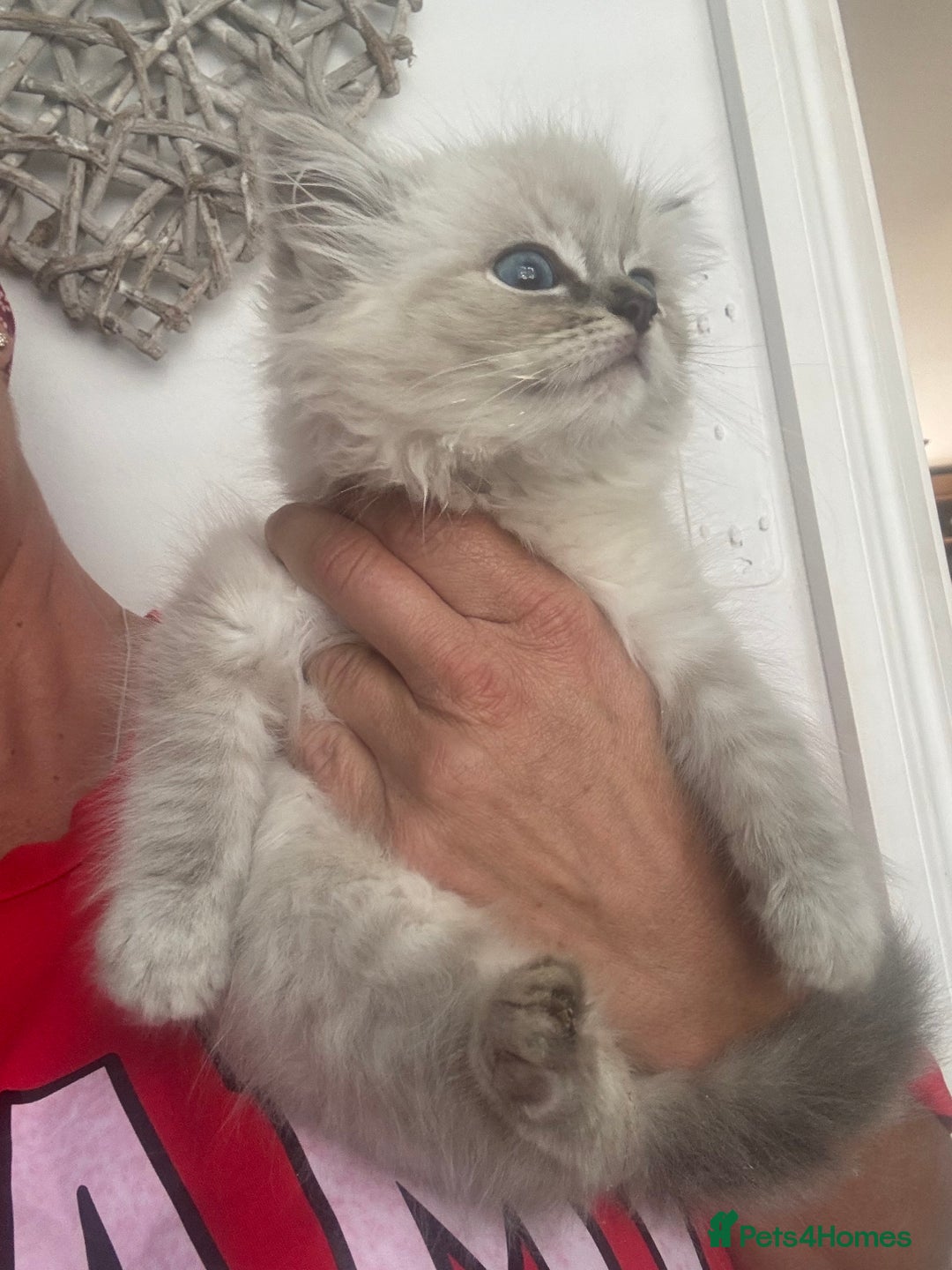 Ragdoll cats for sale: Champion bloodlines Ready for their loving homes - Image 31