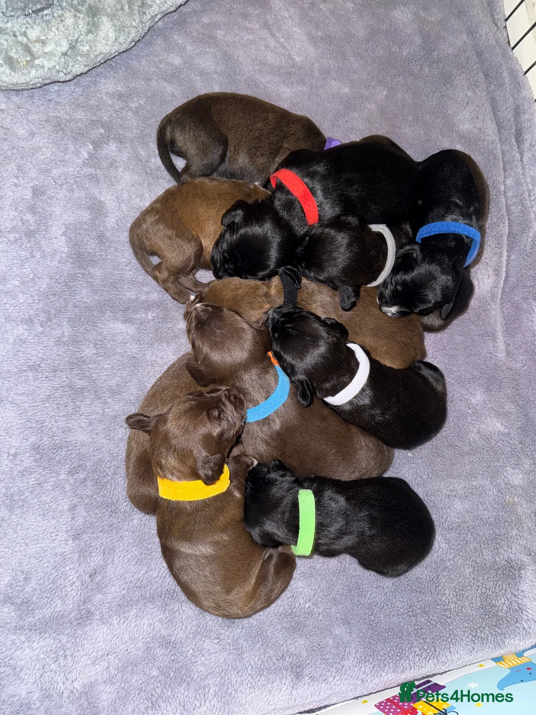 Mixed Breed dogs for sale: Patterdale x Lurcher puppies  - Advert 1