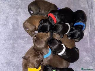 Mixed Breed dogs Patterdale x Lurcher puppies - Advert 8