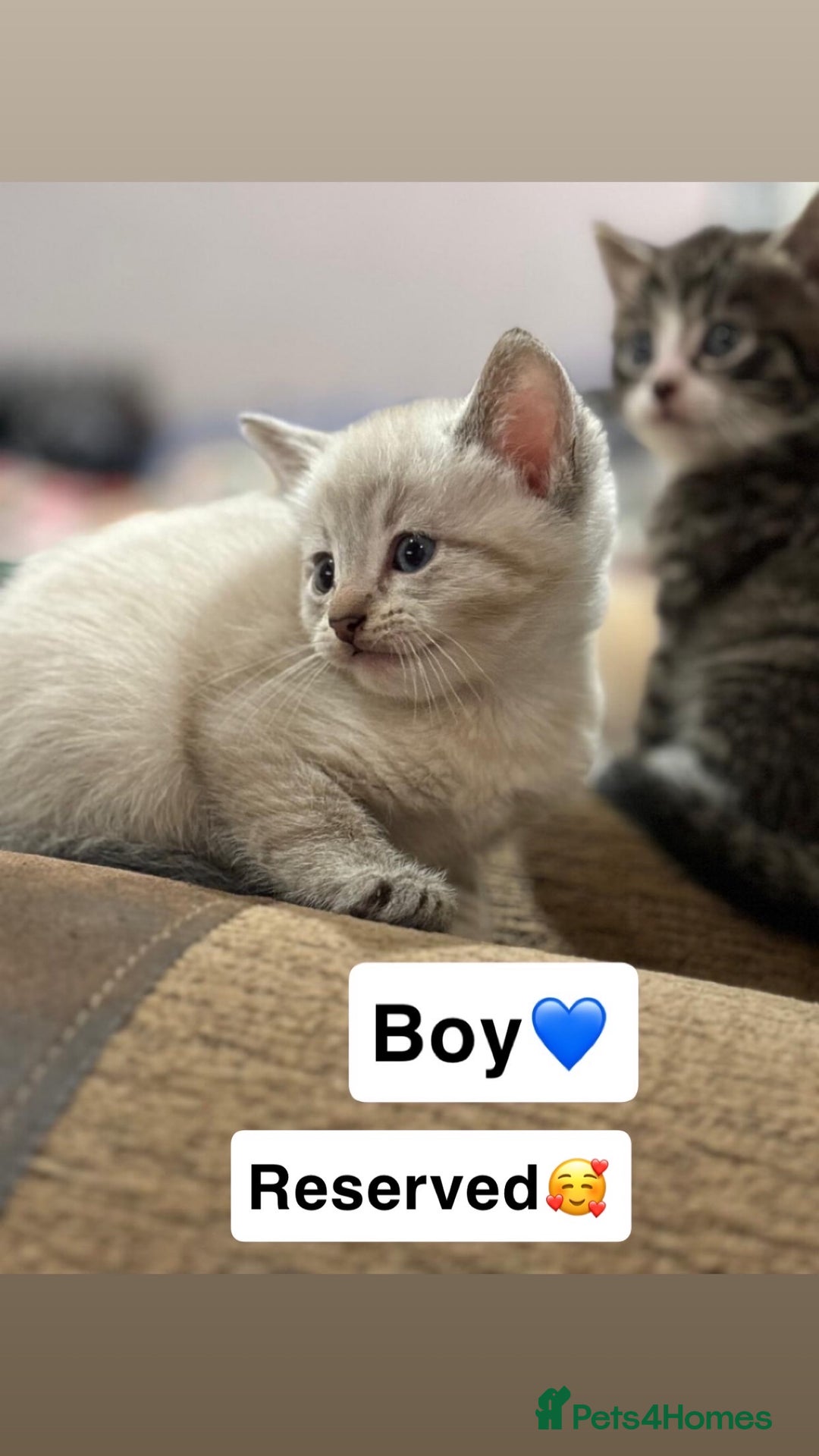 Mixed Breed cats for sale: Kittens for sale  - Advert 16