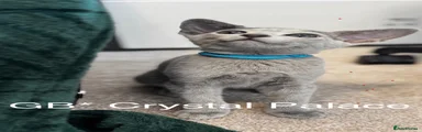 Russian Blue 1