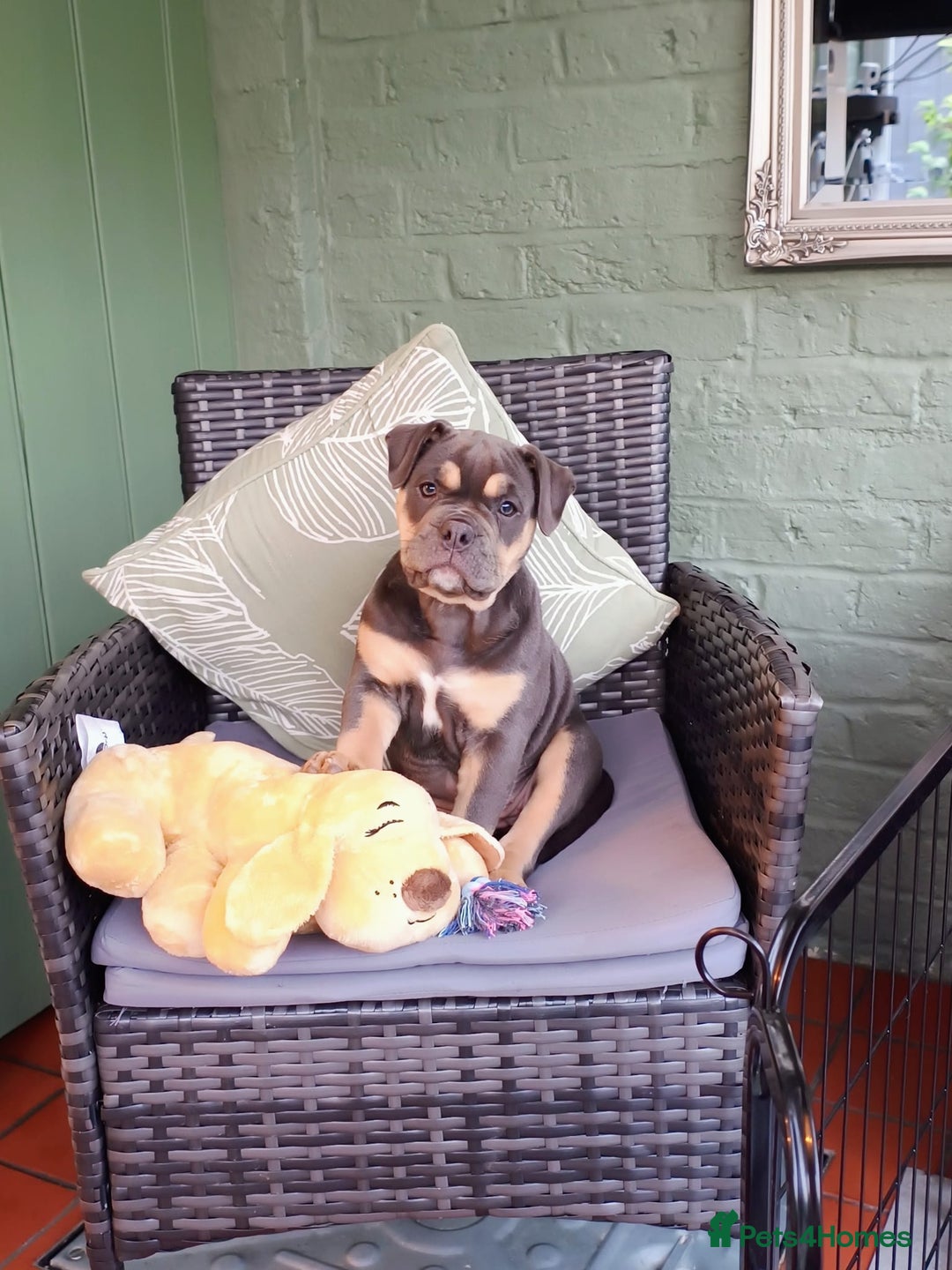 Olde English Bulldogge dogs for sale: Last female olde enlgish bulldogge  - Advert 4