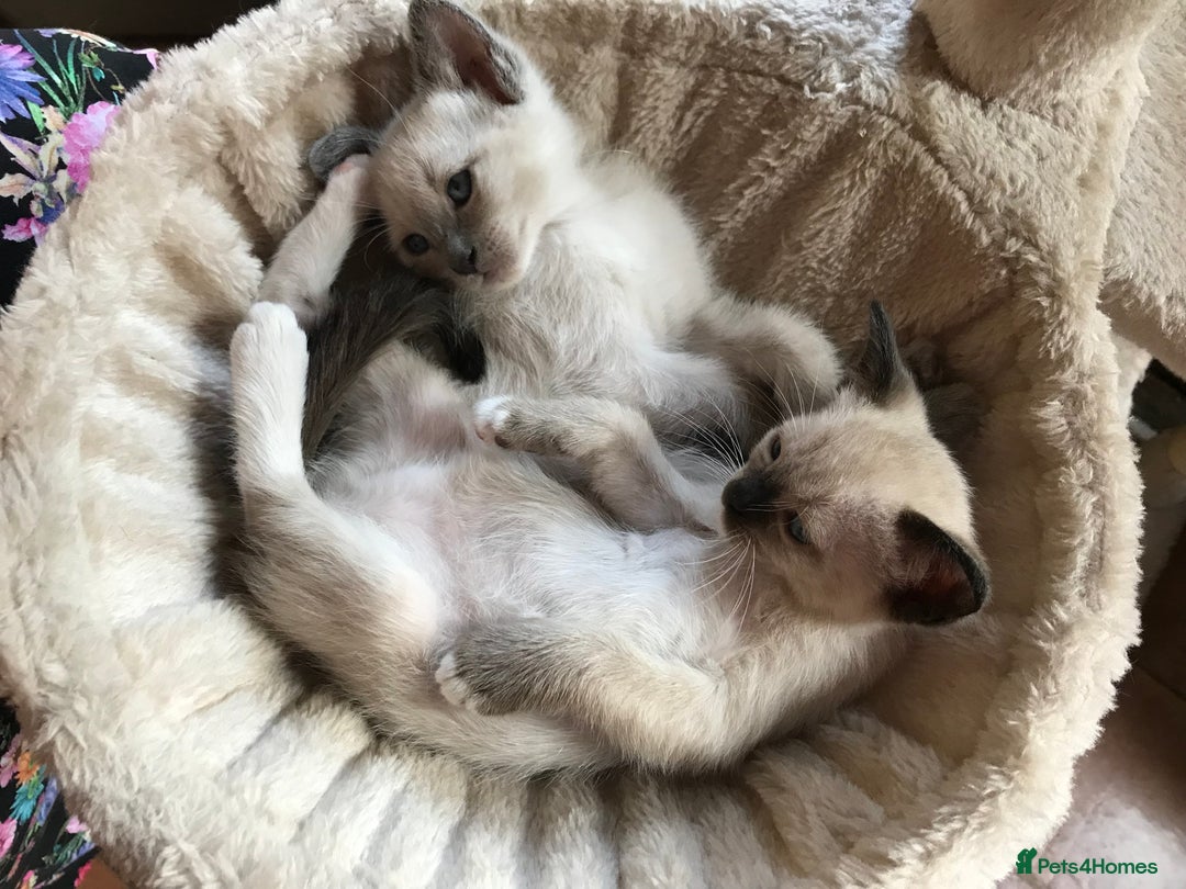 Tonkinese cats for sale: Exquisite Tonkdolls - Image 17
