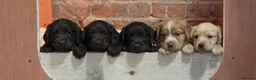 Cocker Spaniel dogs for sale: Beautiful Working cocker spaniels.  in Spalding - Advert 1