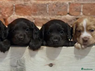 Cocker Spaniel dogs Beautiful Working cocker spaniels. - Advert 2