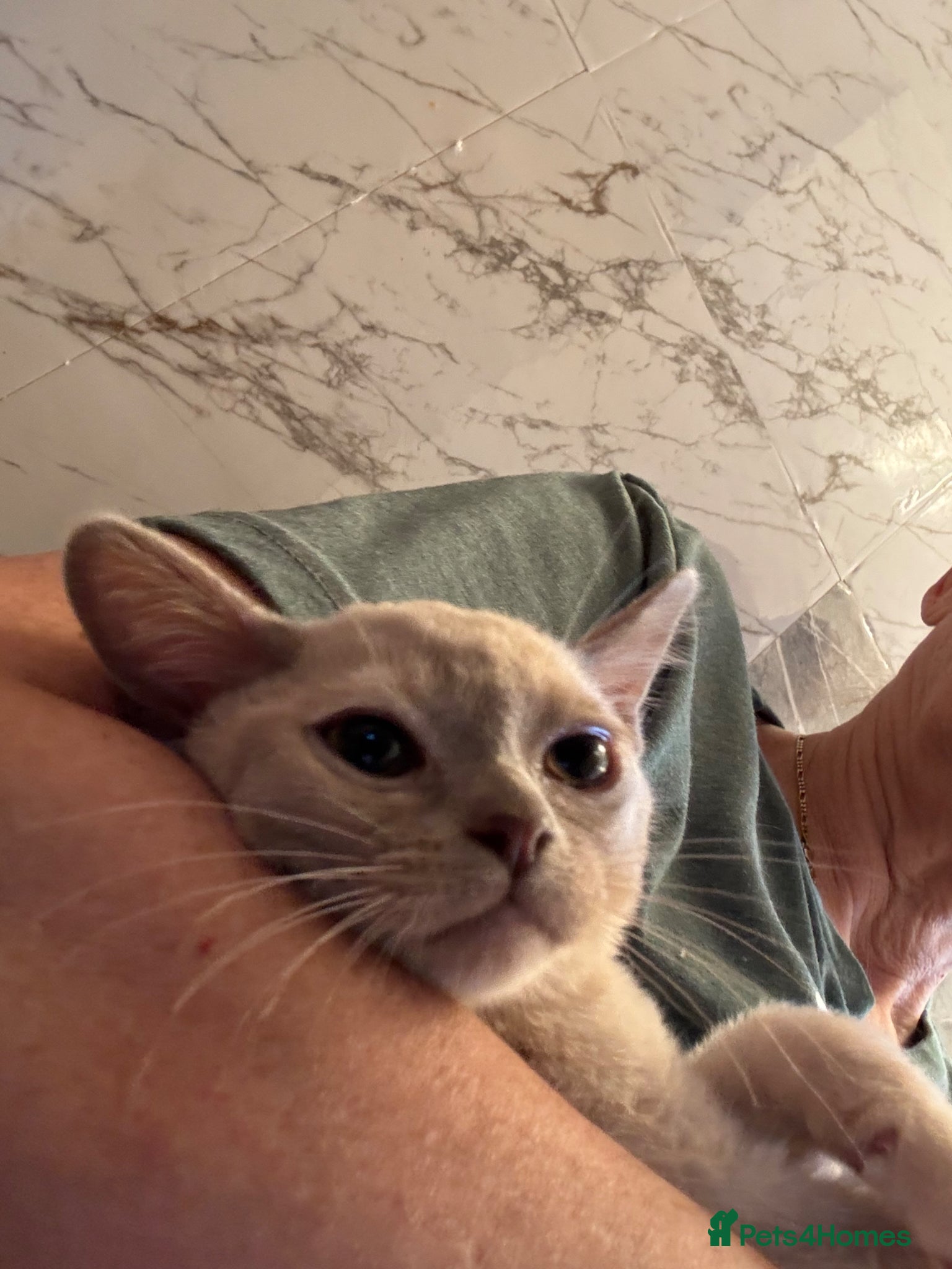 Burmese cats for sale: Adorable Burmese Kittens - Advert 13