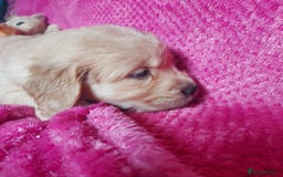 Golden Retriever dogs for sale: STUNNING Golden Retriever pups (1 BOY LEFT)  - Image 19