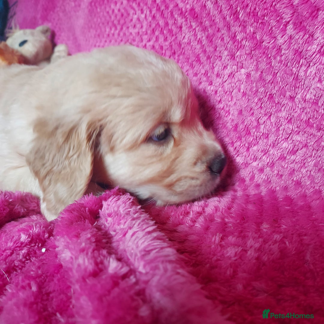 Golden Retriever dogs for sale: STUNNING Golden Retriever pups (1 BOY LEFT)  - Image 19