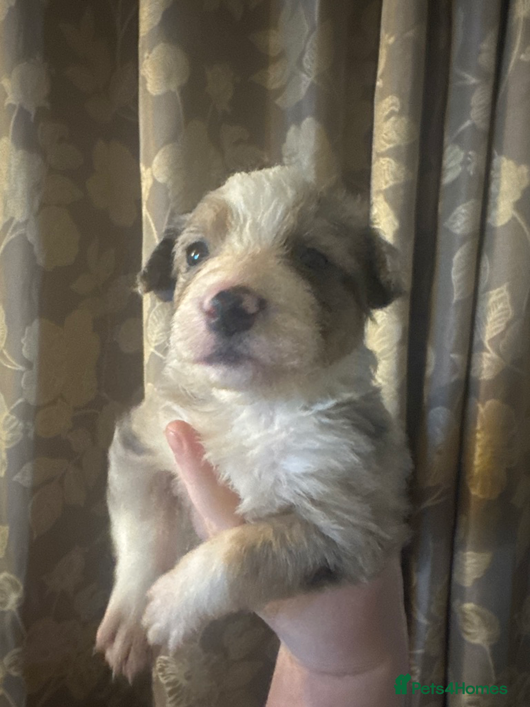 Border Collie dogs for sale: Merle border collies - Advert 12