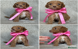 Mixed Breed dogs for sale: Cockapoo x Cavapoochon puppies 🐶 - Image 9