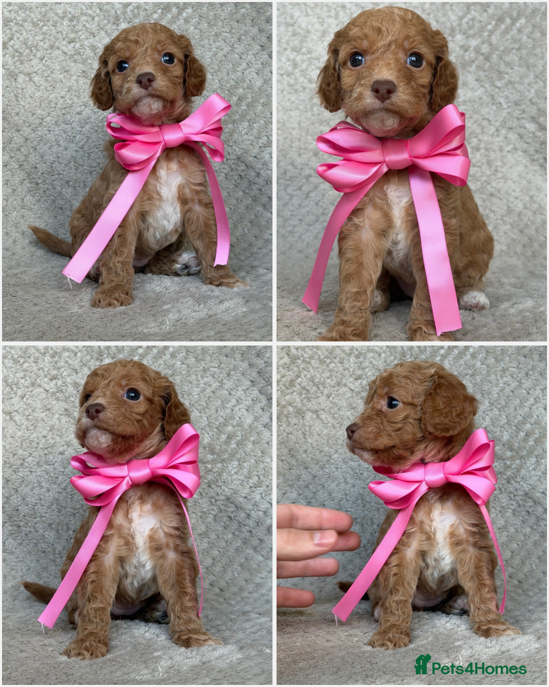 Mixed Breed dogs for sale: Cockapoo x Cavapoochon puppies 🐶 - Image 9