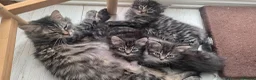 Mixed Breed cats for sale: Kittens-Fluffy Tabby Kittens for Sale - Advert 3