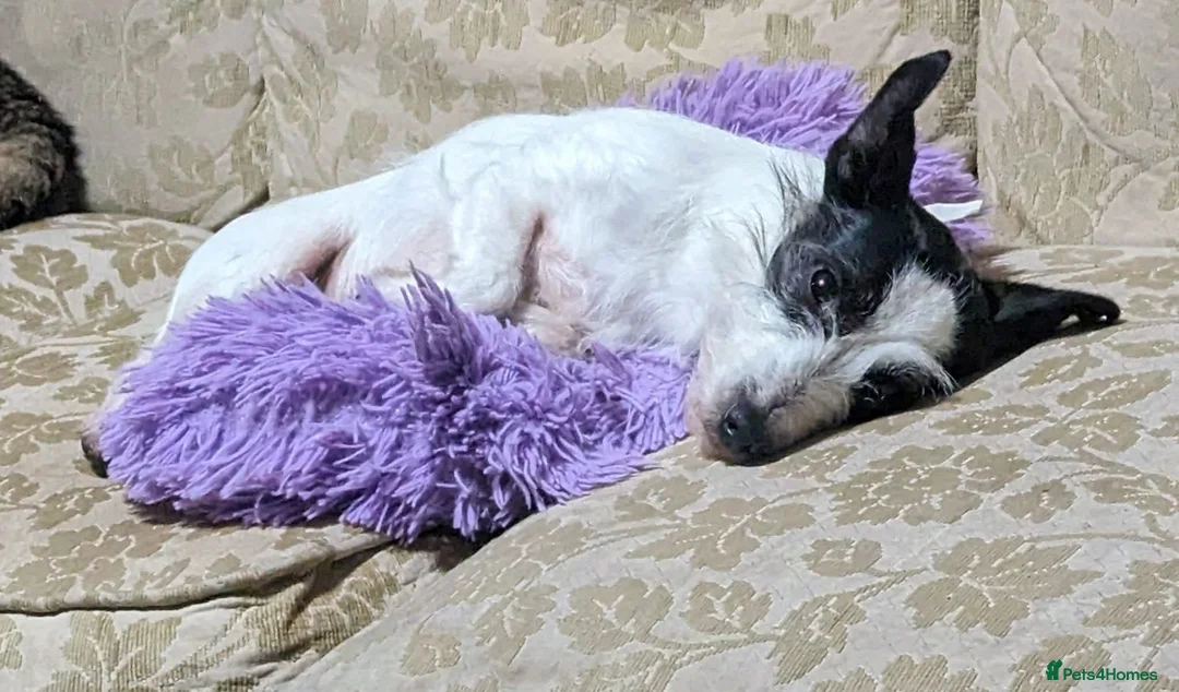 Jack Russell dogs for sale: Bella - Advert 5