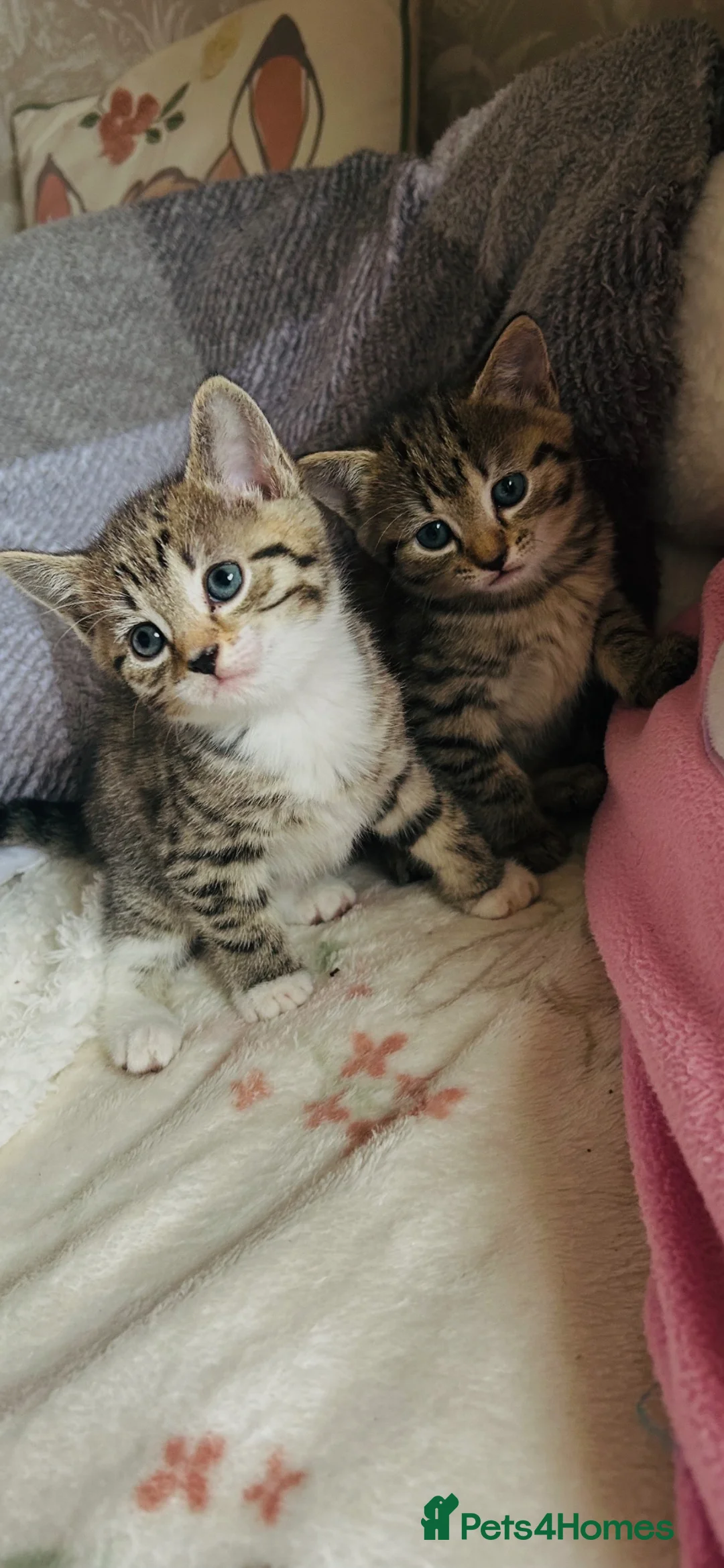 Mixed Breed cats for sale: Tabby kittens  in Hull - Advert 2