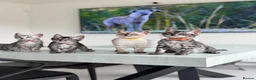 Bengal cats for sale: TICA Pedigree Bengals in Lynx and Silver Charcoal - Advert 5