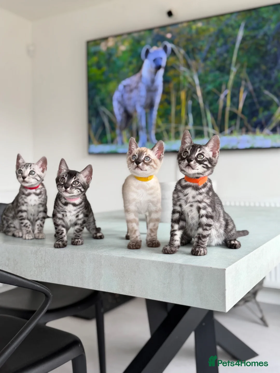 Bengal cats for sale: TICA Pedigree Bengals in Lynx and Silver Charcoal - Advert 2