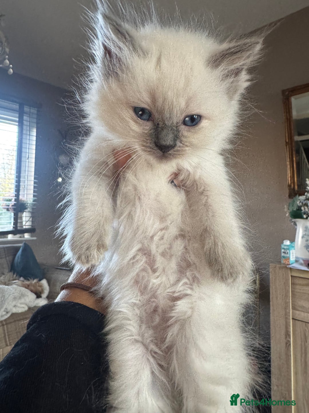 Ragdoll cats for sale: All our beautiful kittens are no longer available  - Advert 25