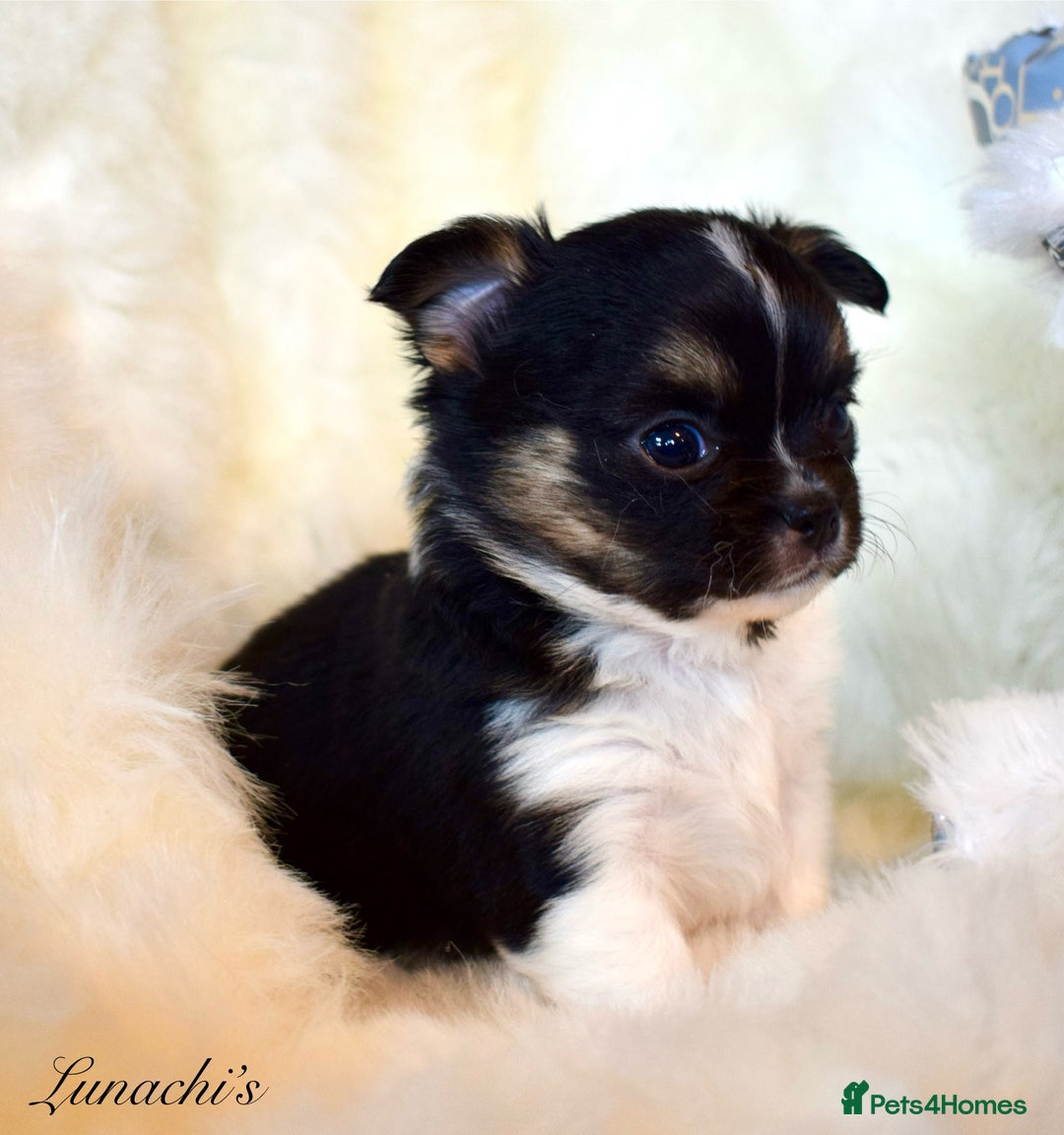 Chihuahua dogs for sale: Stunning long coat chihuahua puppies - Image 4
