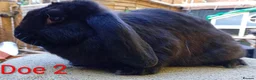 French Lop rabbits for sale: French lop  - Advert 7