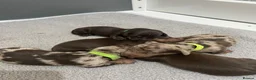 Dachshund dogs for sale: 8 beautiful miniature dachshunds  in Norwich - Advert 2