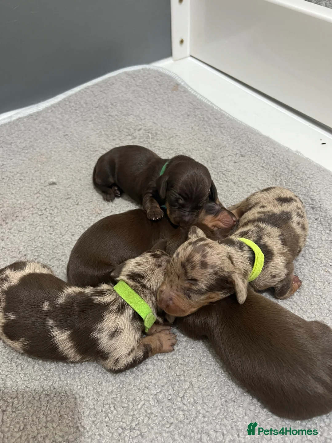 Dachshund dogs for sale: 8 beautiful miniature dachshunds  in Norwich - Advert 2