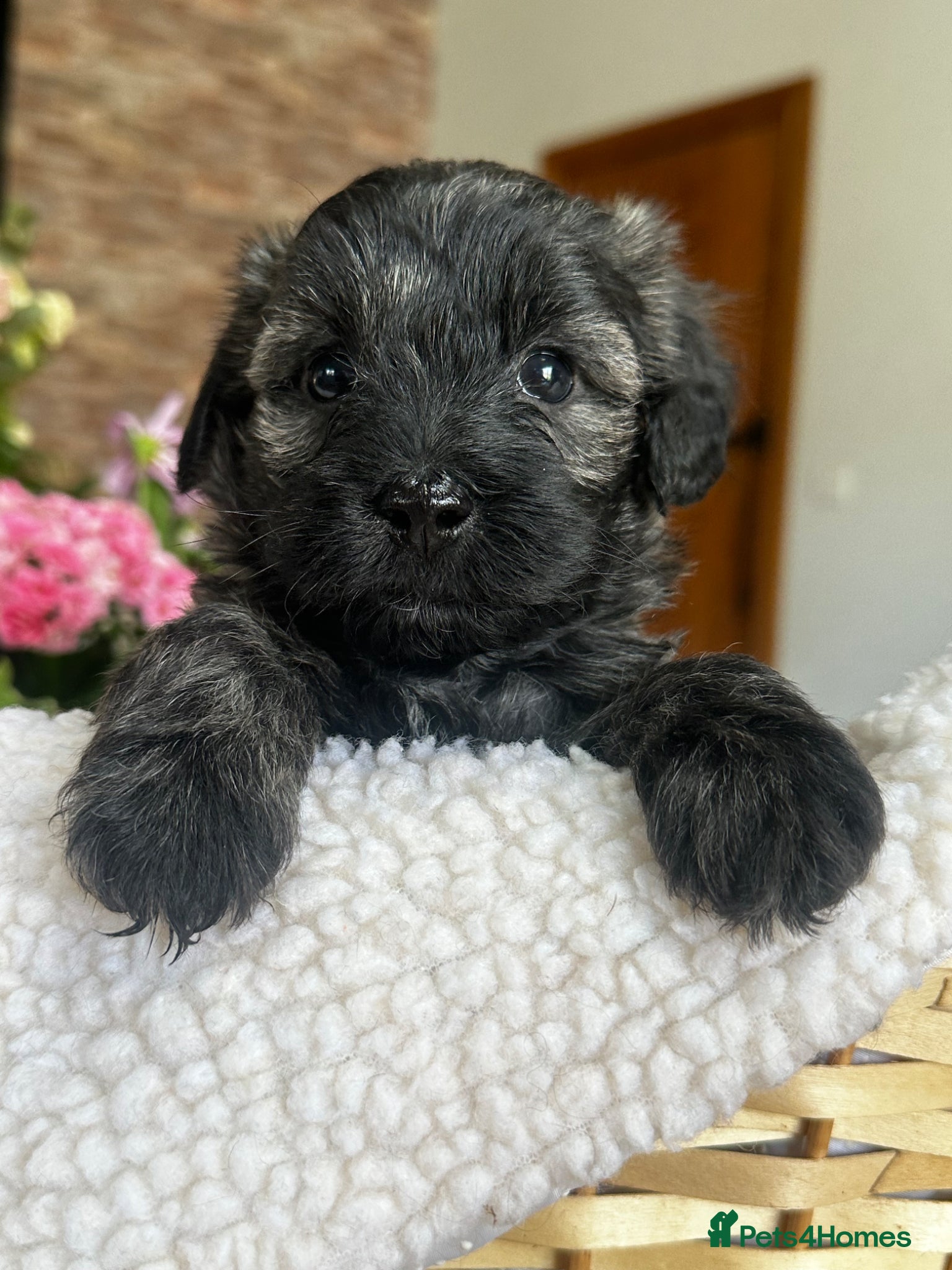 Schnoodle dogs Amazing litter of Schnoodle puppies.  - Advert 1