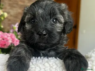 Schnoodle dogs Amazing litter of Schnoodle puppies. - Advert 3