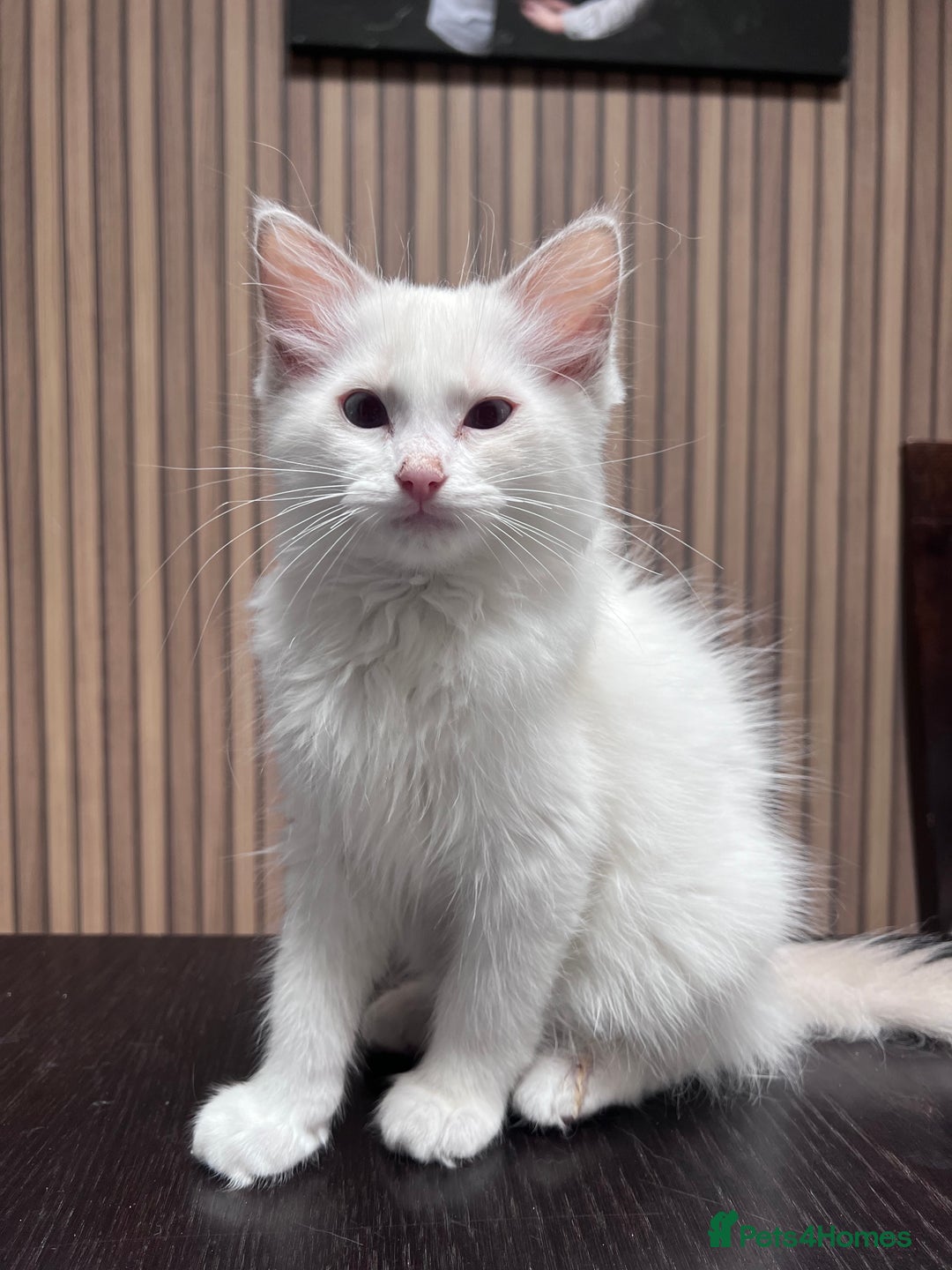 Ragdoll cats for sale: Stunning male Ragdoll kittens only 2 left - Image 37