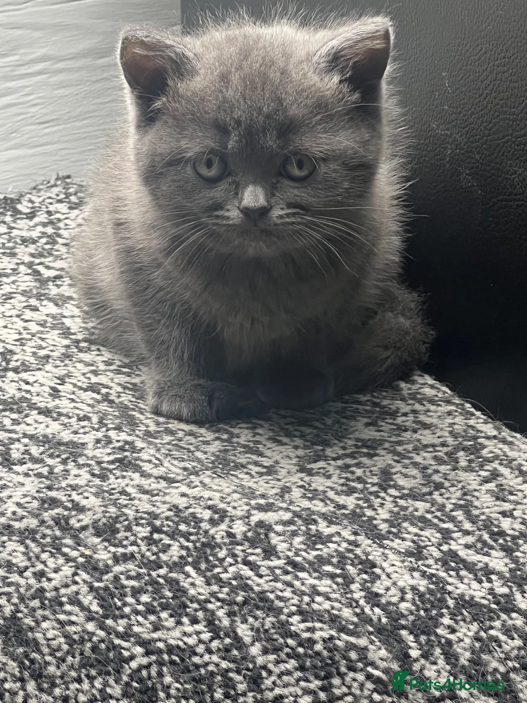Birman cats for sale: Birman cat - Advert 17