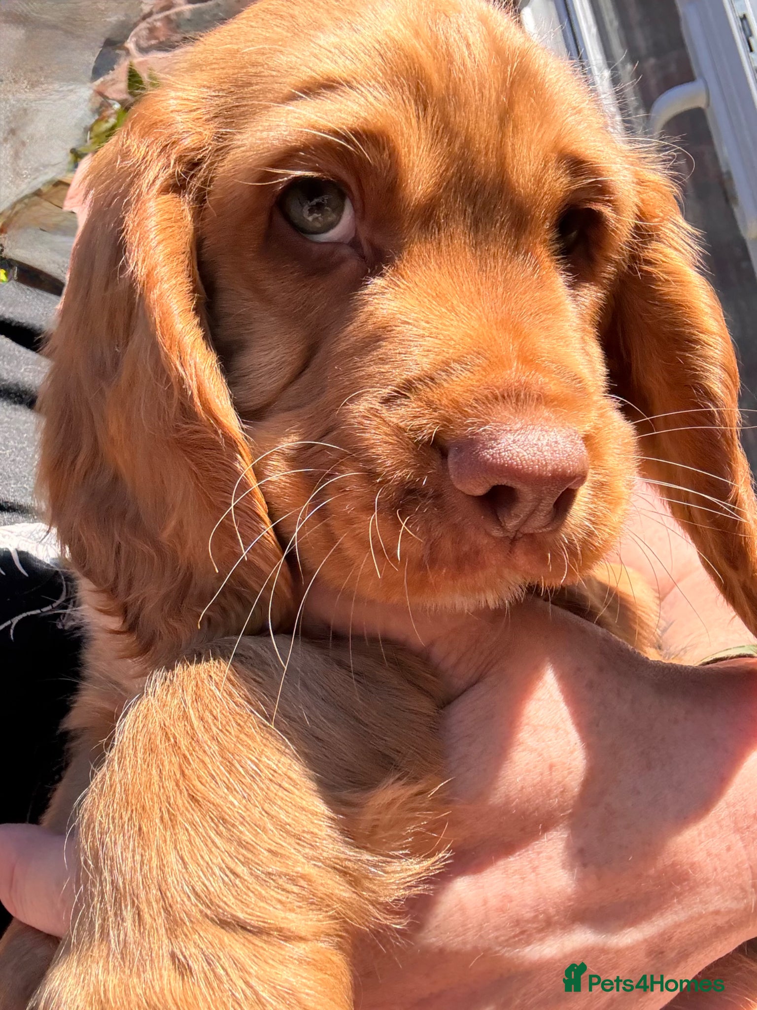 Cocker Spaniel dogs LAST TWO KC Registered working cocker spaniel pups - Advert 2