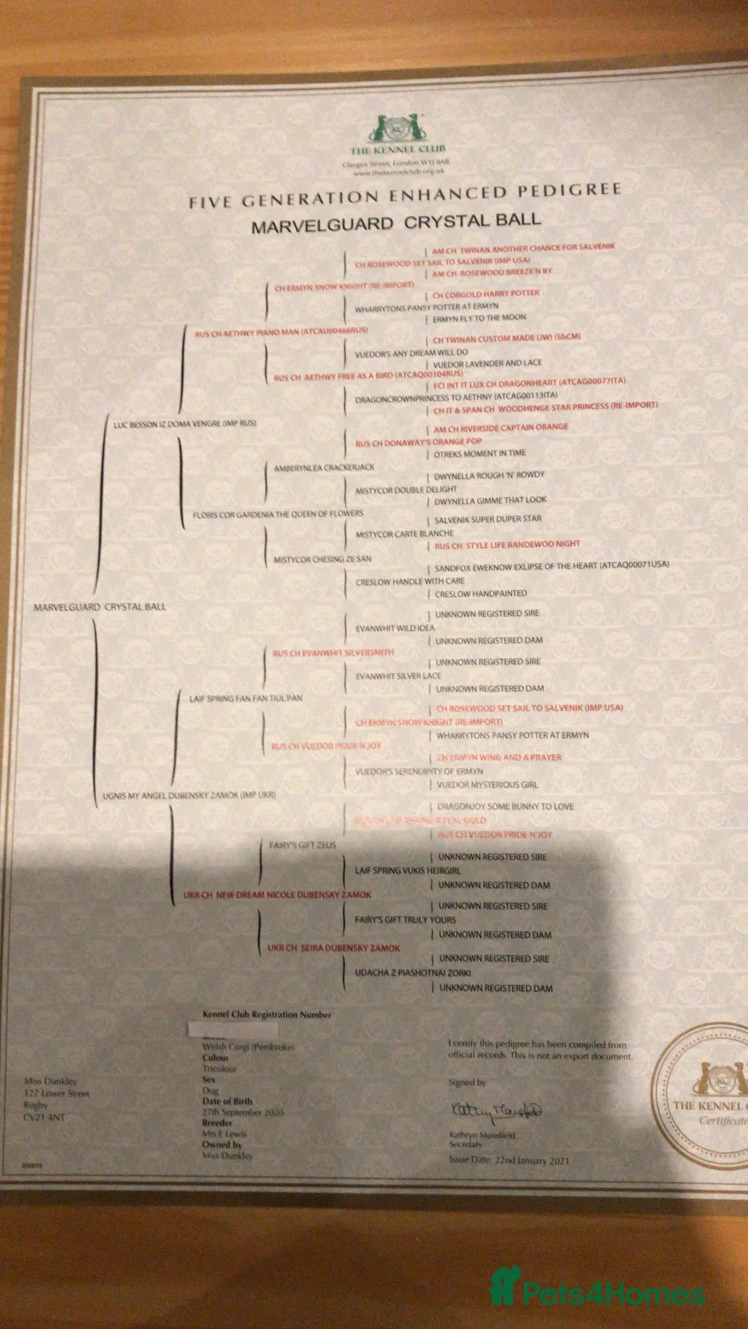 Welsh Corgi Pembroke dogs for stud: TOP QUALITY PROVEN !!! KC Pembroke Corgi for stud in Rugby - Advert 5