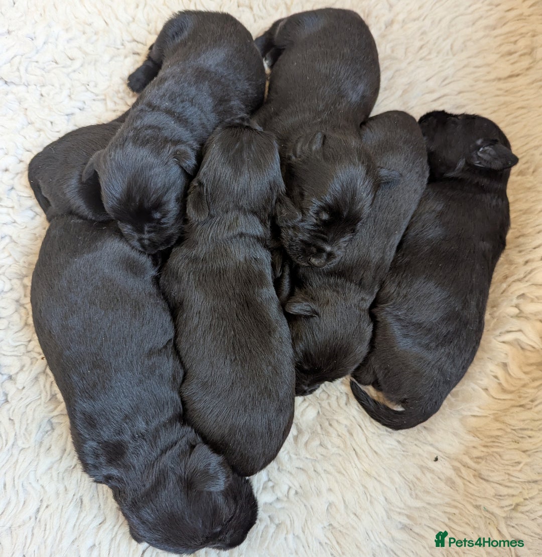 Miniature Schnauzer dogs for sale: Fully Health Tested,KC reg'd  Mini Schnauzer pups - Image 9