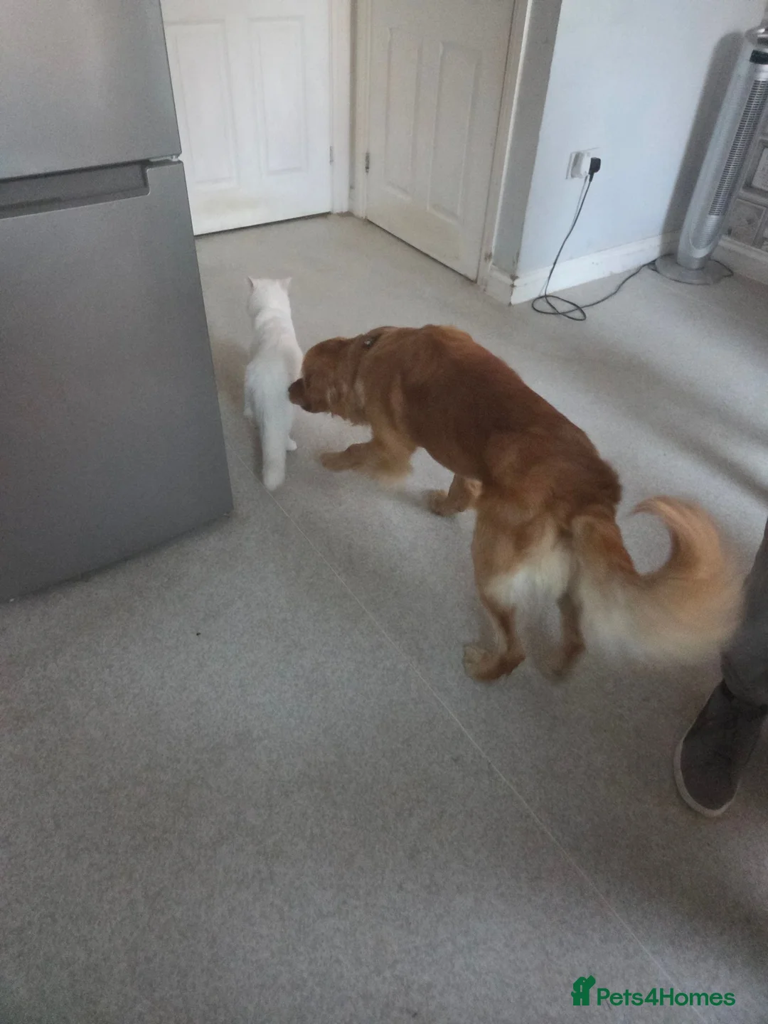 Golden Retriever dogs for sale: Golden retriever  - Advert 5