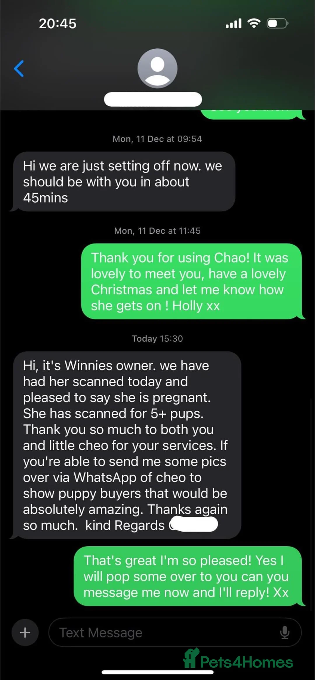 Toy Poodle dogs for stud: 7.5inch Toy HEALTH TESTED ASIAN IMPORT in Guildford - Advert 36