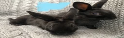Rex rabbits for sale: Beautiful velvet mini Rex & Rex rabbits - Advert 9