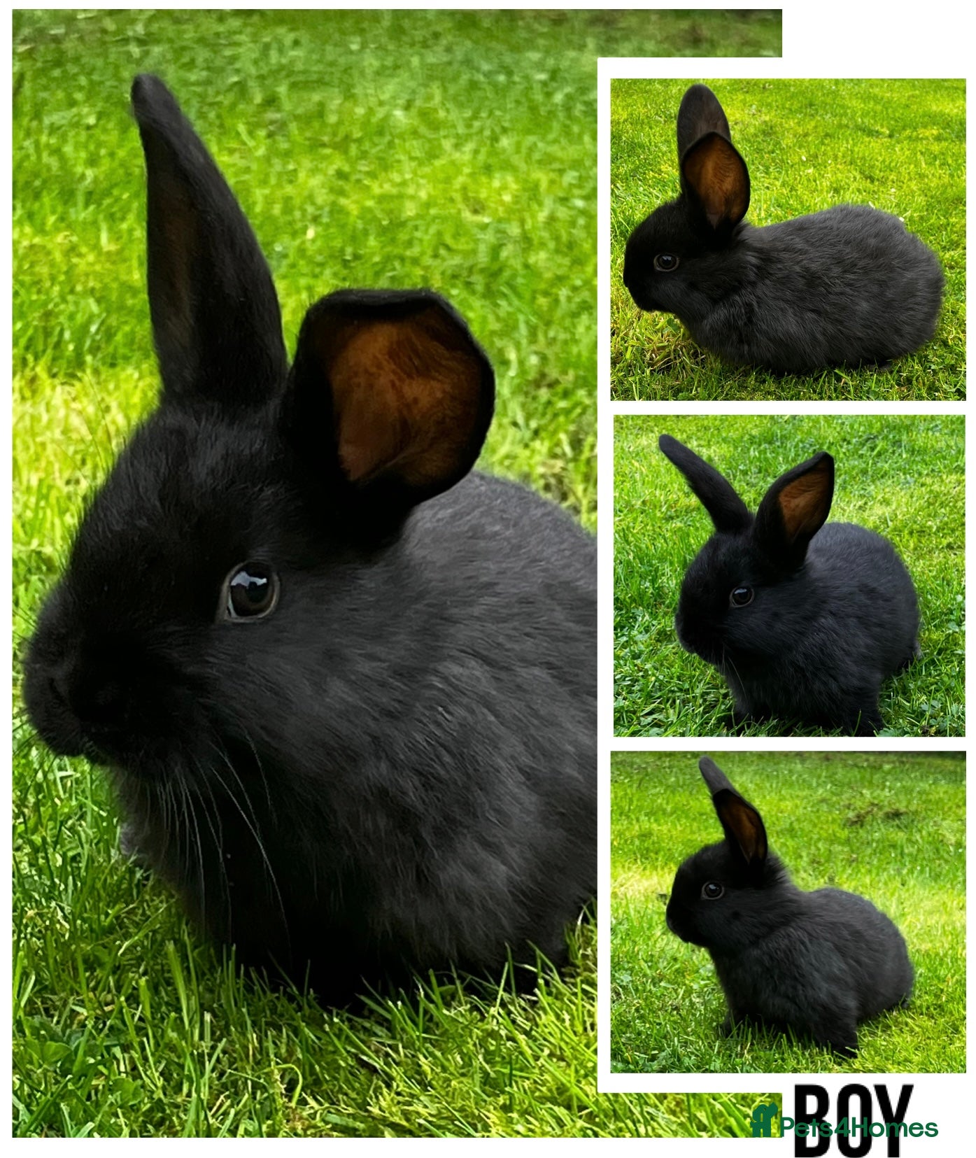 Dwarf Lop rabbits LAST Baby Dwarf Lop! - Advert 2