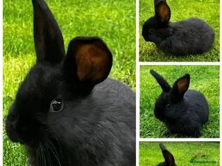 Dwarf Lop rabbits LAST Baby Dwarf Lop! - Advert 2