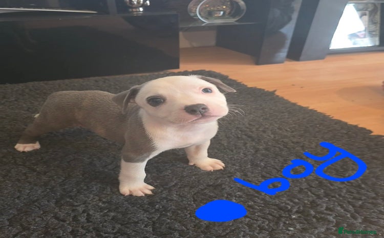 Staffordshire Bull Terrier dogs - Advert 5