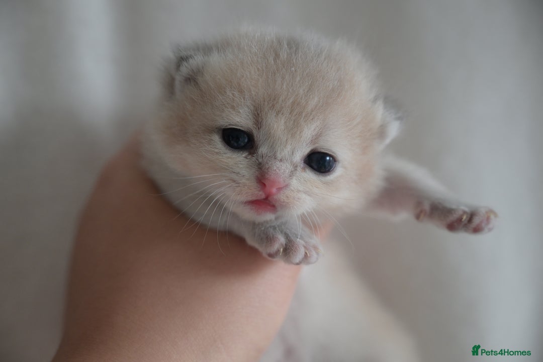 British Shorthair cats for sale: Golden Shaded Kittens WCF & TICA Registered - Image 17