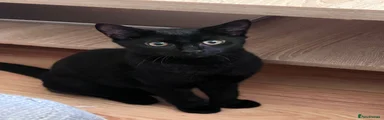 Ebbi