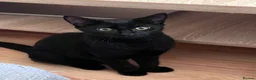 Mixed Breed cats for sale: Affectionate 16 Week Old Kittens - Advert 11