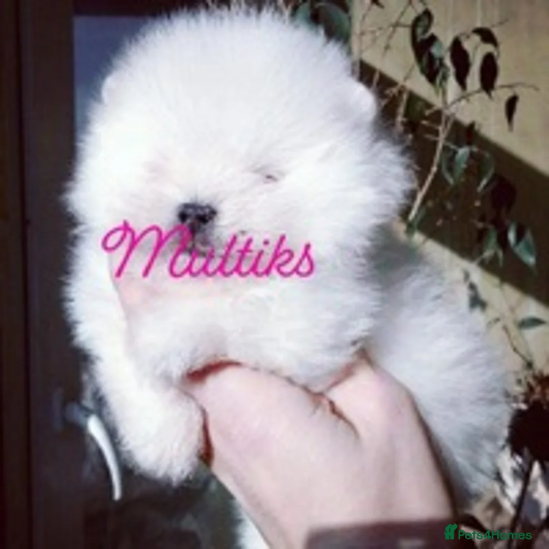 Pomeranian dogs for stud: 1.9kg tiny Proven Ukraine import stud kc reg  in Ferryhill - Advert 27