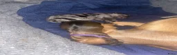 Dachshund dogs for sale: Miniature/standard dachshund puppies  in Alfreton - Advert 7